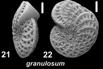 Elphidium granulosum (Sidebottom 1909), unsequenced specimen, Italy, Elba