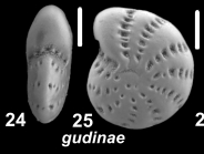 Elphidium gudinae (Polova 1977), unsequenced specimen, Japan