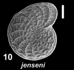 Elphidium jenseni (Cushman 1924), unsequenced specimen, Japan