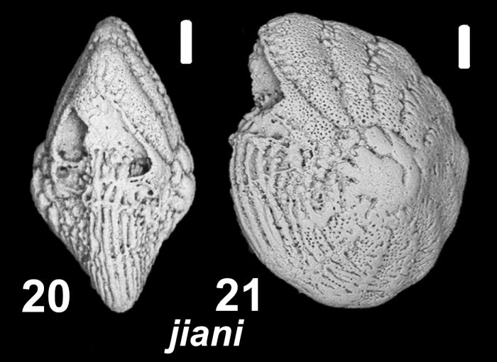 Elphidium jiani Lei and Li 2016, unsequenced specimen, China