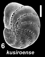 Elphidium kusiroense Asano 1938, unsequenced specimen, China