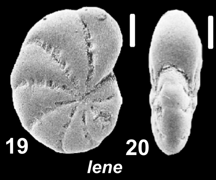 Elphidium lene Cushman and McCulloch 1940, unsequenced specimen, Mexico