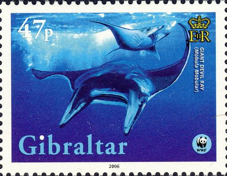 Mobula mobular Mobula mobular