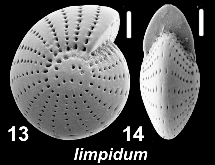 “Elphidium” limpidum He, Hu and Wang 1965, unsequenced specimen, FP5586, Australia