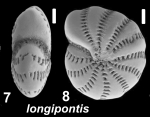 Elphidium longipontis Shchedrina 1949, unsequenced “topotype”, Russia, White Sea