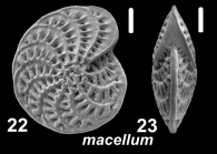 Elphidium macellum (Fichtel and Moll 1798), unsequenced specimen, Adriatic Sea