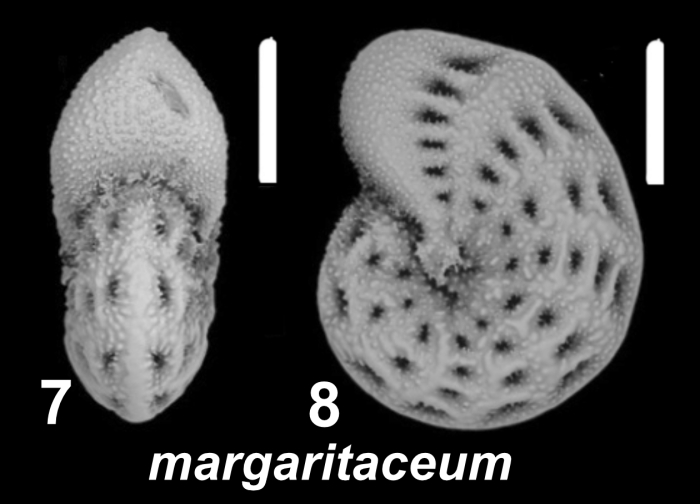 Elphidium margaritaceum Cushman 1930, S9, sequenced specimen, France
