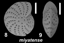 Elphidium miyatense Fujita 1956, S30, sequenced specimen, 