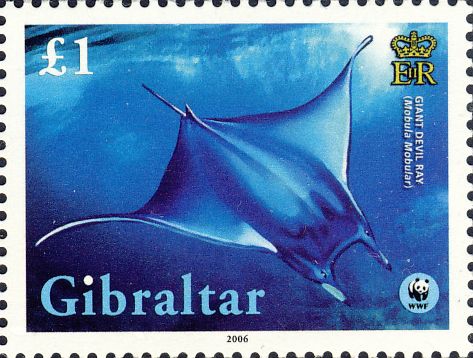 Mobula mobular Mobula mobular