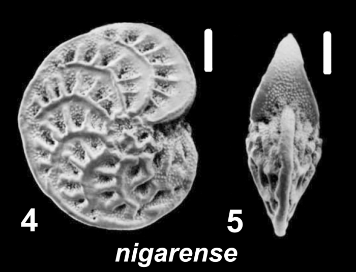 Elphidium nigarense Cushman 1936, unsequenced specimen, France