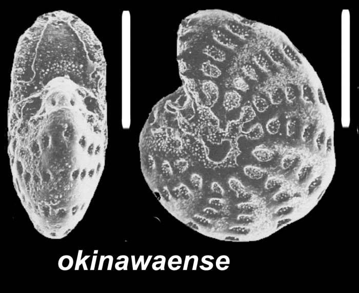 Elphidium okinawaense (Ujiié and Rifaldi 1993), paratype, Japan, Okinawa