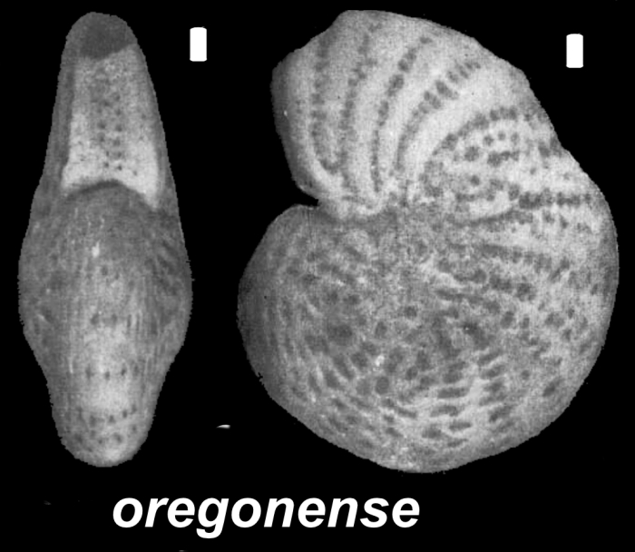 Elphidium oregonense Cushman and Grant 1927, unsequenced specimen, Russia
