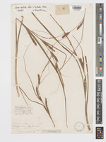 Type K002805385 from Kashmir