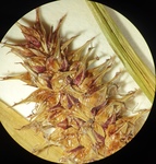 Close-up of pistillate spike