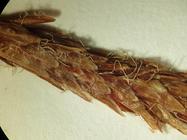 Close-up of staminate spike