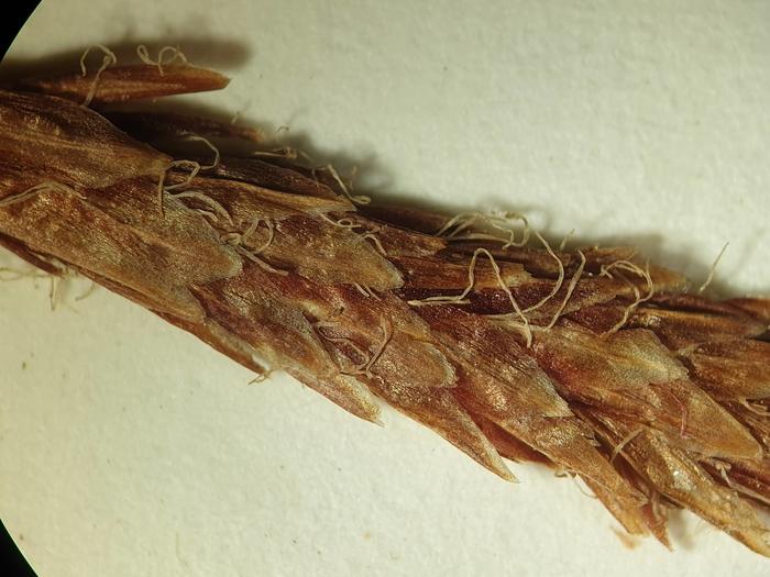 Close-up of staminate spike