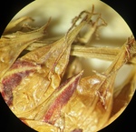 Close-up of pistillate scale