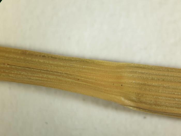 Culm right below the inflorescence