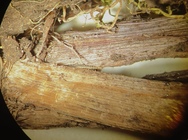 Base of culms