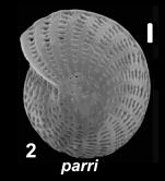 Elphidium parri Cushman 1936, unsequenced specimen, Australia, Western Australia