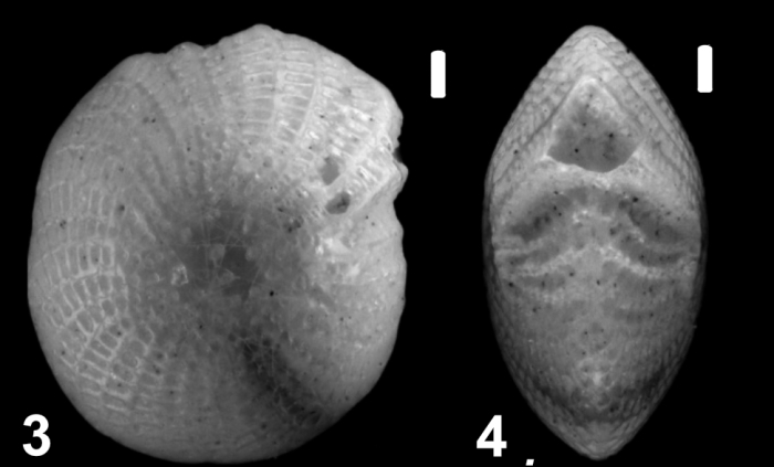 Elphidium parri Cushman 1936, unsequenced specimen, FEU-1015942, Mauritius,