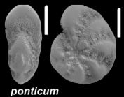 Elphidium ponticum Dolgopolskaya and Pauli 1931, unsequenced specimen, France,