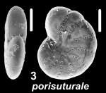Elphidium porisuturale (Zheng 1978), unsequenced specimen, Indonesia