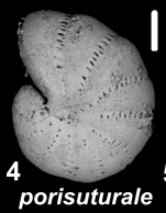 Elphidium porisuturale (Zheng 1978), unsequenced specimen, Australia, Lord Howe I.,