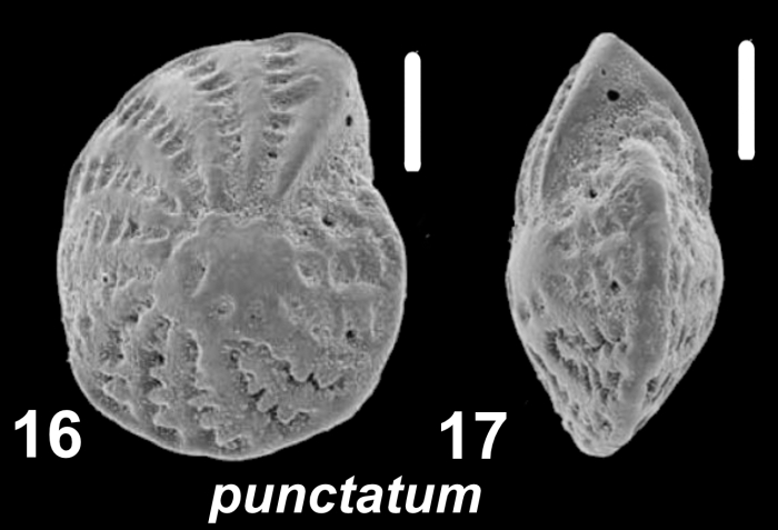 Elphidium punctatum (Terquem 1878), unsequenced specimen, Bahrain