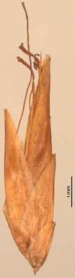 R hirta Ratter et al. 819