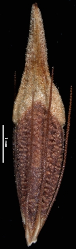 R hispidula Thomas 15996