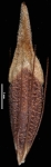 R hispidula Thomas 15996