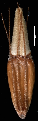 R longisetis JJ Bruhl 360 (NY)