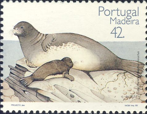 Monachus monachus Monachus monachus