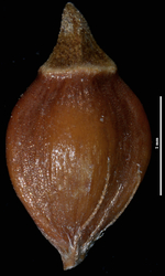 Fruit of R. rubra