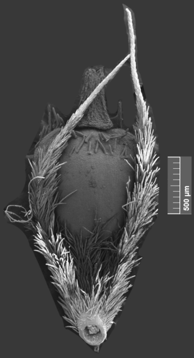 SEM image of the fruit of R. capitata 