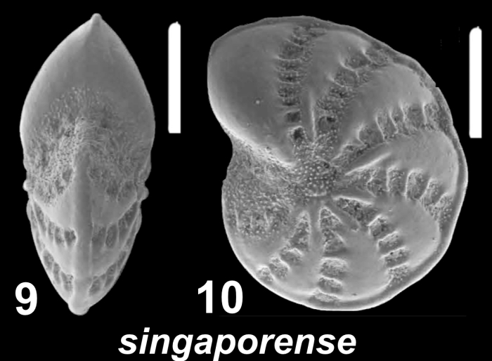 Elphidium singaporense McCulloch 1977, unsequenced specimen, Singapore,