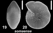 Elphidium somaense Takayanagi 1955, unsequenced specimen, Australia, Western Australia