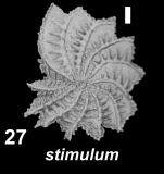 Elphidium stimulum Cushman and McCulloch 1940, paratype, AHF, Ecuador, Galapagos Is.