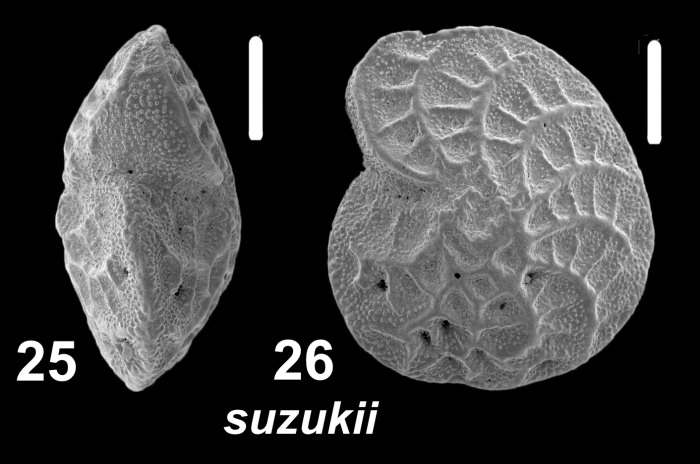 Elphidium suzukii Husezima and Maruhasi 1944, unsequenced specimen,