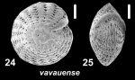 Elphidium vavauense Hayward in Hayward et al. 1997, paratype