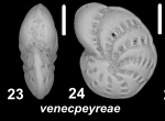 Elphidium venecpeyreae Parker and Gischler 2024, unsequenced topotype