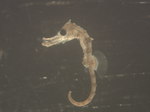 Hippocampus ingens
