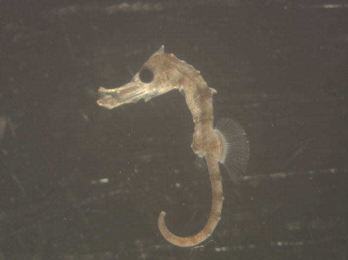 Hippocampus ingens