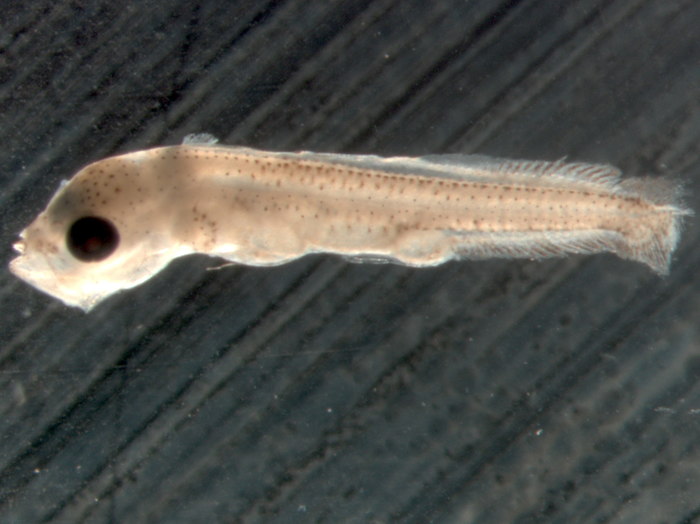 Coryphaena hippurus 