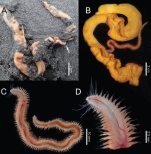 Podarkeopsis balanoglossi with its host Balanoglossus carnosus