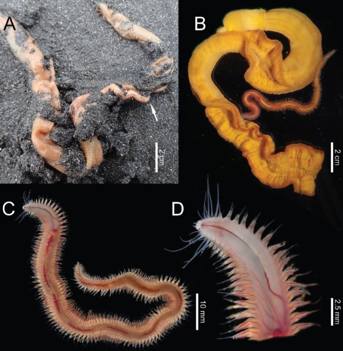 Podarkeopsis balanoglossi with its host Balanoglossus carnosus