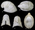 Agariste phrygium (D.G. Herbert & Kilburn, 1986)