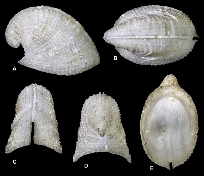 Agariste phrygium (D.G. Herbert &amp; Kilburn, 1986)