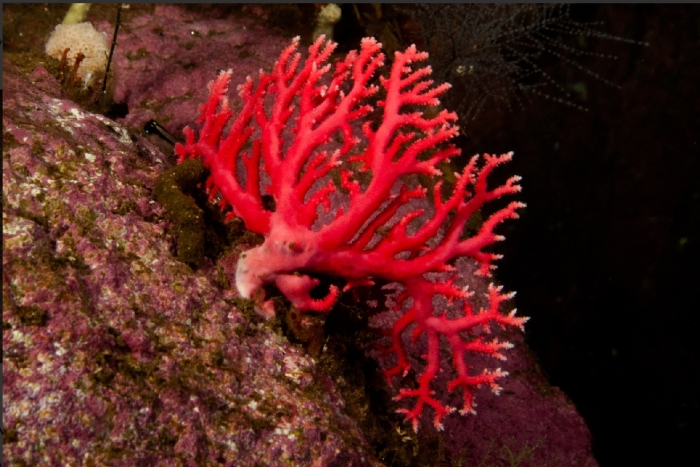 Errina novaezelandiae